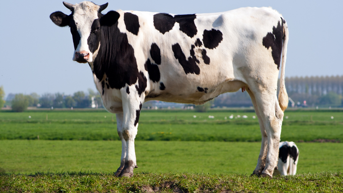The long bet on milk placed by At-Tahur Ltd