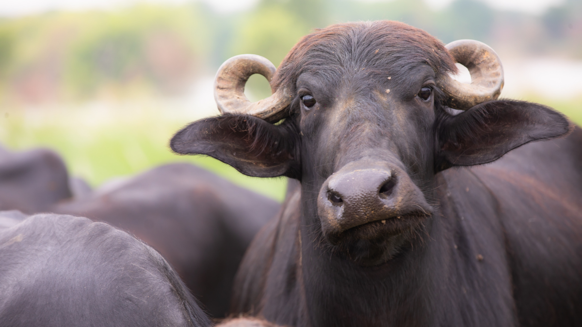 Pakistan eyes $25 million annual buffalo genetics exports to China