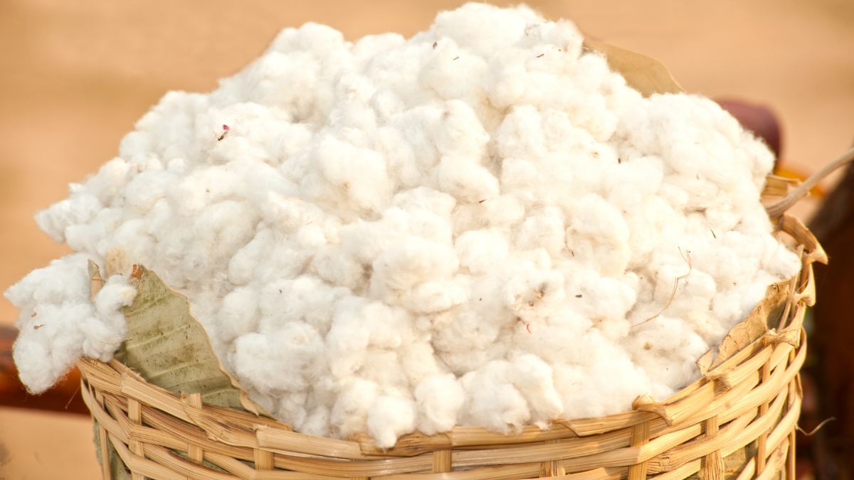 Pakistan’s cotton crisis comes home in imported bales