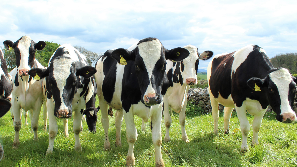 Ghani Dairies brings in another 300 Australian dairy heifers under expansion plan