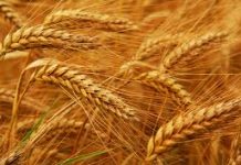 Wheat and sugar exports surge by 100pc during July 2017