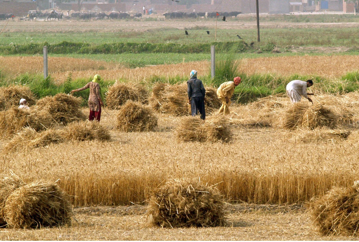 Crop-based collateral lending unveiled in Pakistan ...