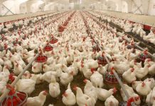 Budget supports the poultry sector, yet a lot more needs to be done: PPA