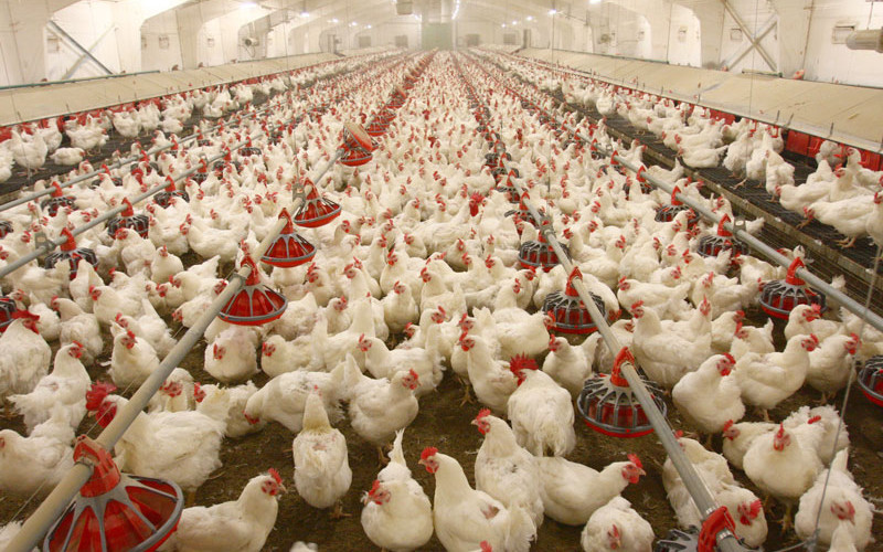 Poultry major source of people’s protein needs: PBFA - Profit by ...