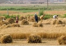 Senate body concerned over increasing interest rates for agri-sector