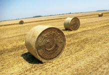 SBP governor directs banks to focus on agriculture credit