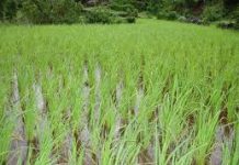 Pakistani rice rejected at Gulfood show in Dubai