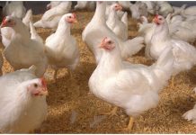PPA announces a decrease in chicken prices