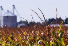 Punjab agriculture department to provide assistance to farmers