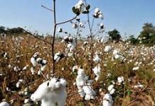 Domestic growers urge government to reduce cotton imports