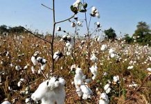 Cotton production likely to miss 2016-17 target