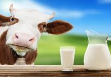 Dairy products and Milk exports from Pakistan can reach $30b