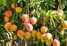 Mango crop in Sindh shows promise