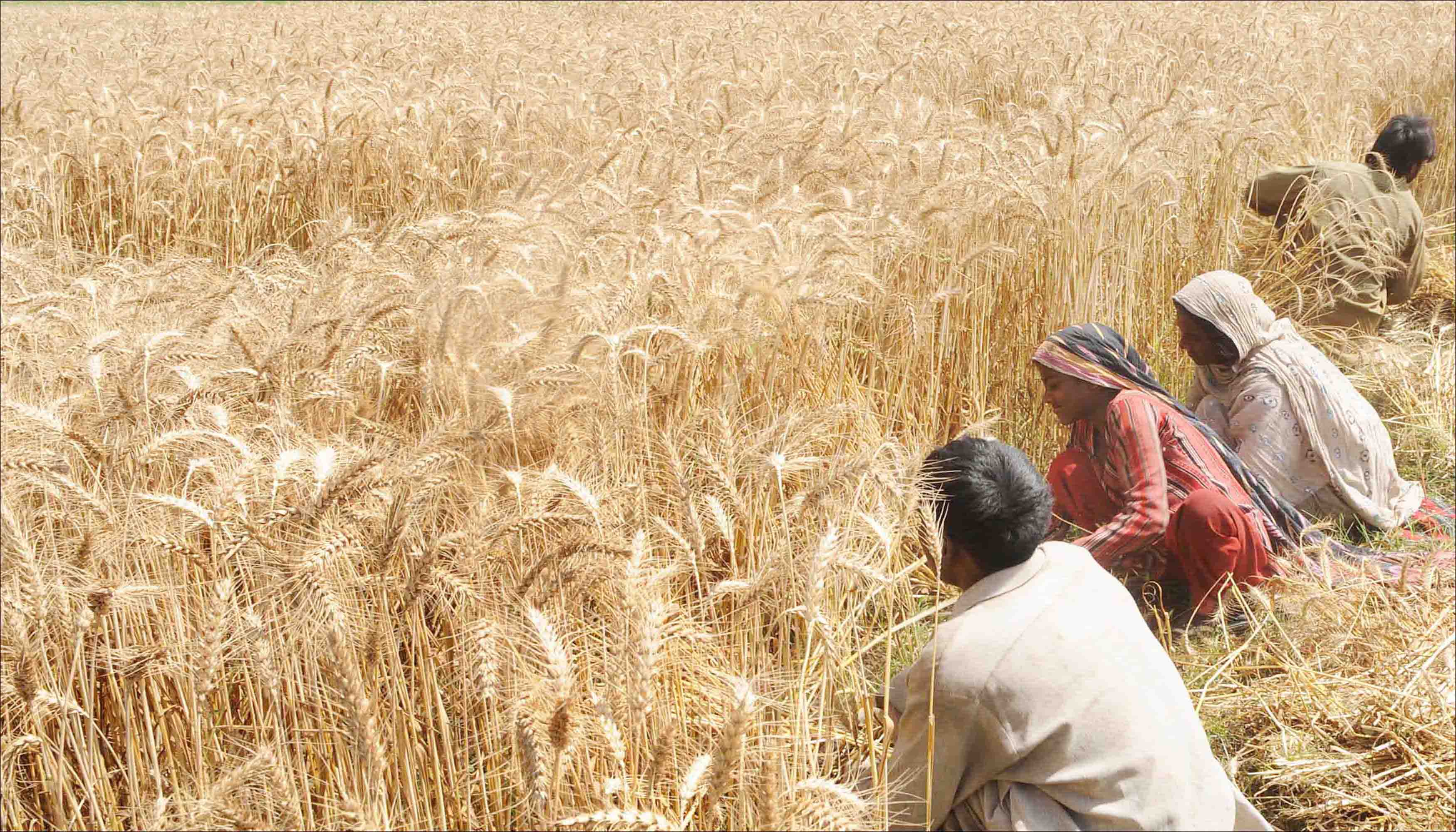 In northern india they harvest their wheat. Сельское хозяйство Пакистана. Пакистан земледелие. Хозяйство:сельское хозяйство Индии. Сельскохозяйство Индии.