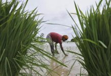 PARC becomes ‘white elephant’?