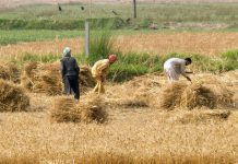 First batch of 1000 agriculture graduates to depart for China on April 16 under govt training initiative