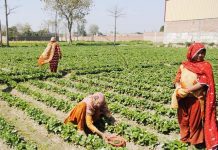 Punjab board, Women Chamber look to empower female farmers