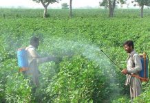 Cotton growers advised against increased threat of pest attack