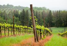 Govt aims to boost olive industry, reduce $5 billion edible oil import bill