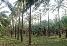 Punjab starts project to cultivate imported dates