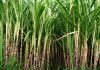 Sugarcane prices set at Rs500–550 per maund, farmers’ interests safeguarded