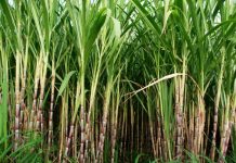Sugarcane pricing unsettling farming community