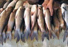 Fish exports up by 14.57pc to $451.026m