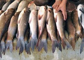 Pakistan’s seafood exports to EU delayed for another year as inspection plan omits the country