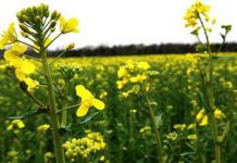 Major crops decline by 13.5% amid climate pressures, Exposing fragility in agriculture