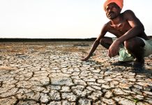 Third of agricultural land uncultivable due to soil salinity: FPCCI