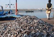 Pakistan to launch National Fisheries Policy to boost exports and investment