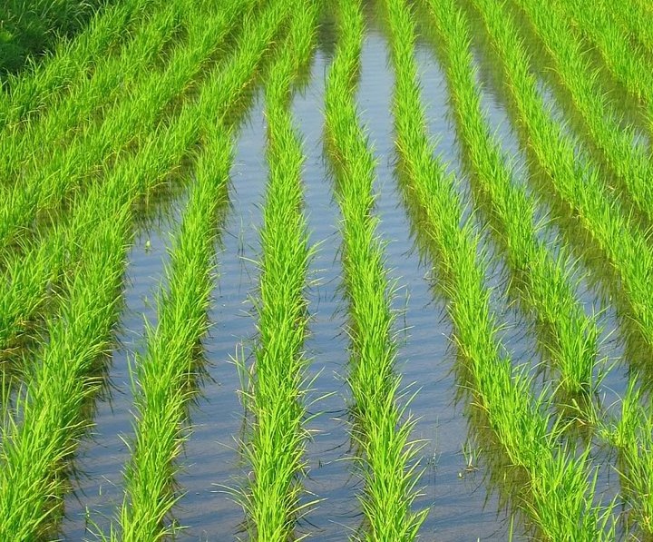 21.74pc growth of food group exports in eight months