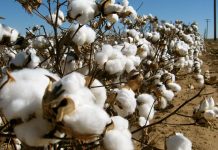 Cotton production surges by 75pc in current season, is it ‘significant’ increase?