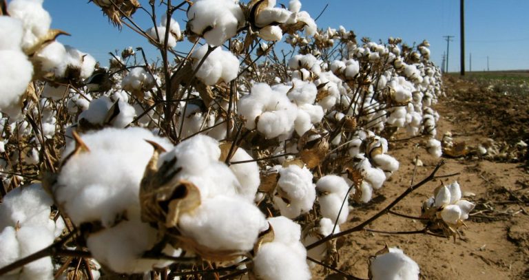 Cotton production estimated to reach 12.6m bales during FY 2017-18: CCAC