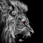 black-and-white-lion-desktop-background