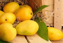 FPCCI official seeks urgent consultancy for mango growers across country