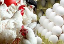 Pakistan to target UAE as major poultry exporter