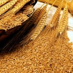 Ruling party in shambles over wheat scam as PM reluctant to take action against caretakers