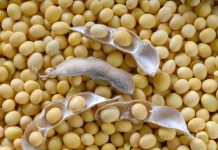 Beijing says millions of tonnes of US soy shipped to China in trade consensus
