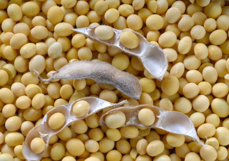 Soyabean, palm oil imports increase in first quarter Soyabean, palm oil imports increase in first quarter