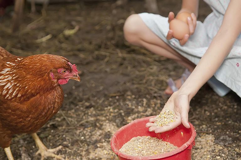 PRI director says no hormones used in poultry feed