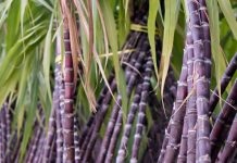 Punjab sugarcane yields surpass global average at 745 maunds per acre