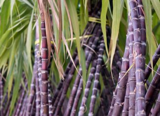 Punjab sugarcane yields surpass global average at 745 maunds per acre