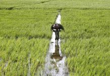 Punjab allocates Rs39.6bn for agriculture, food security
