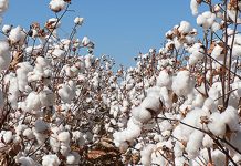 Research development fund to be setup for enhancing cotton production