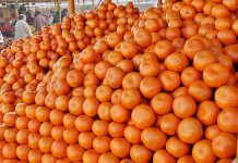 Horticulture exporters set 325,000 tons target for Kinnow exports