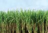 NA Committee calls for sugarcane price protection