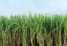 Law ministry, sugar millers gang up to get farmer-friendly policy revoked: Report