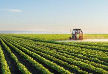 FAO urges Pakistan to adopt Brazil’s agricultural model to enhance food security and exports