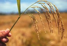 Punjab launches 5-year plan to increase rice yield